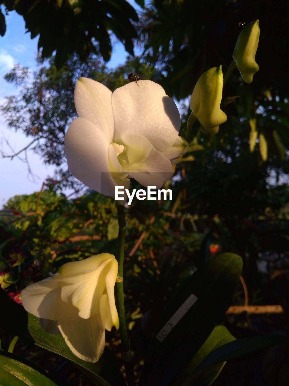 CLOSE-UP OF WHITE FLOWERING PLANTS AGAINST TREES