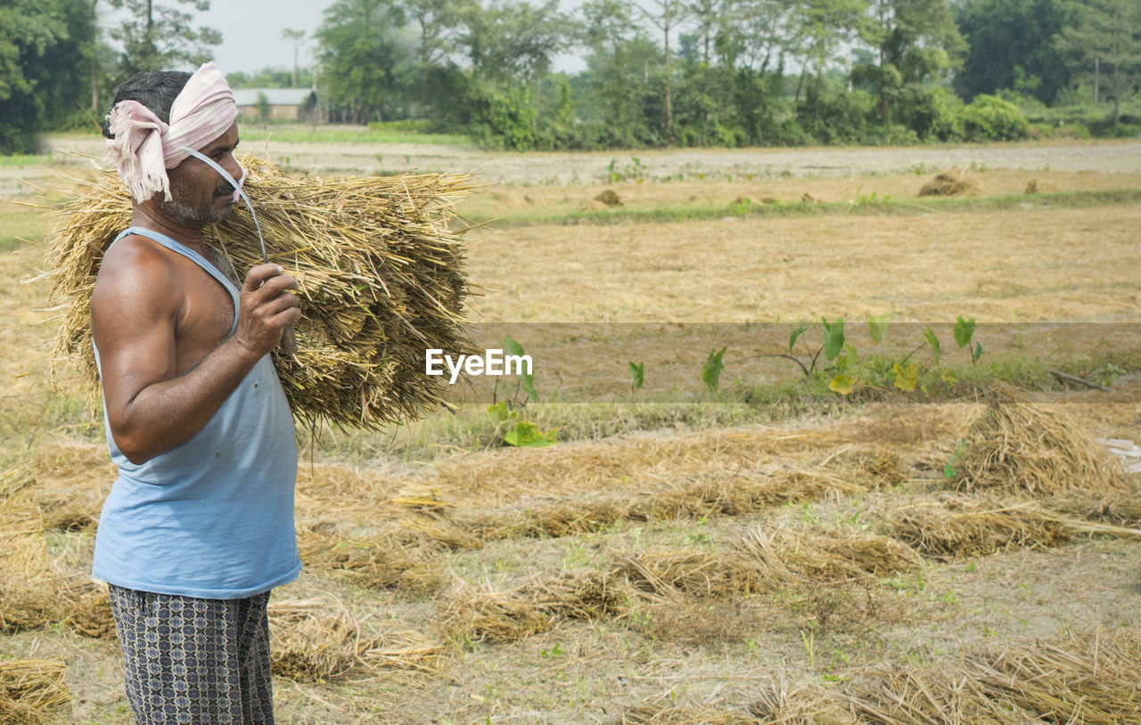 Side view of farmer holding rice paddy during harvesting