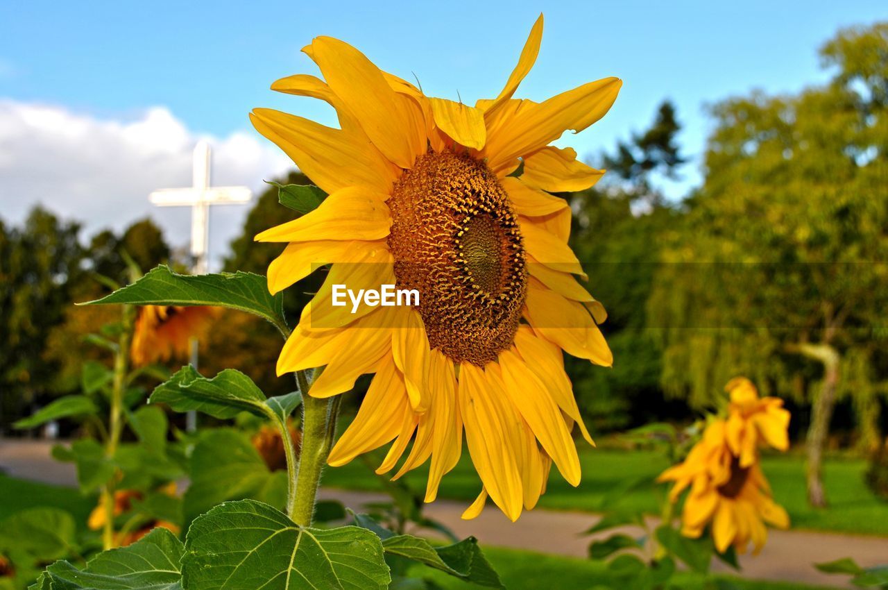 Close-up of sunflower blooming at park