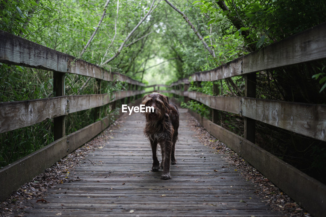 Dog walking on footbridge in forest
