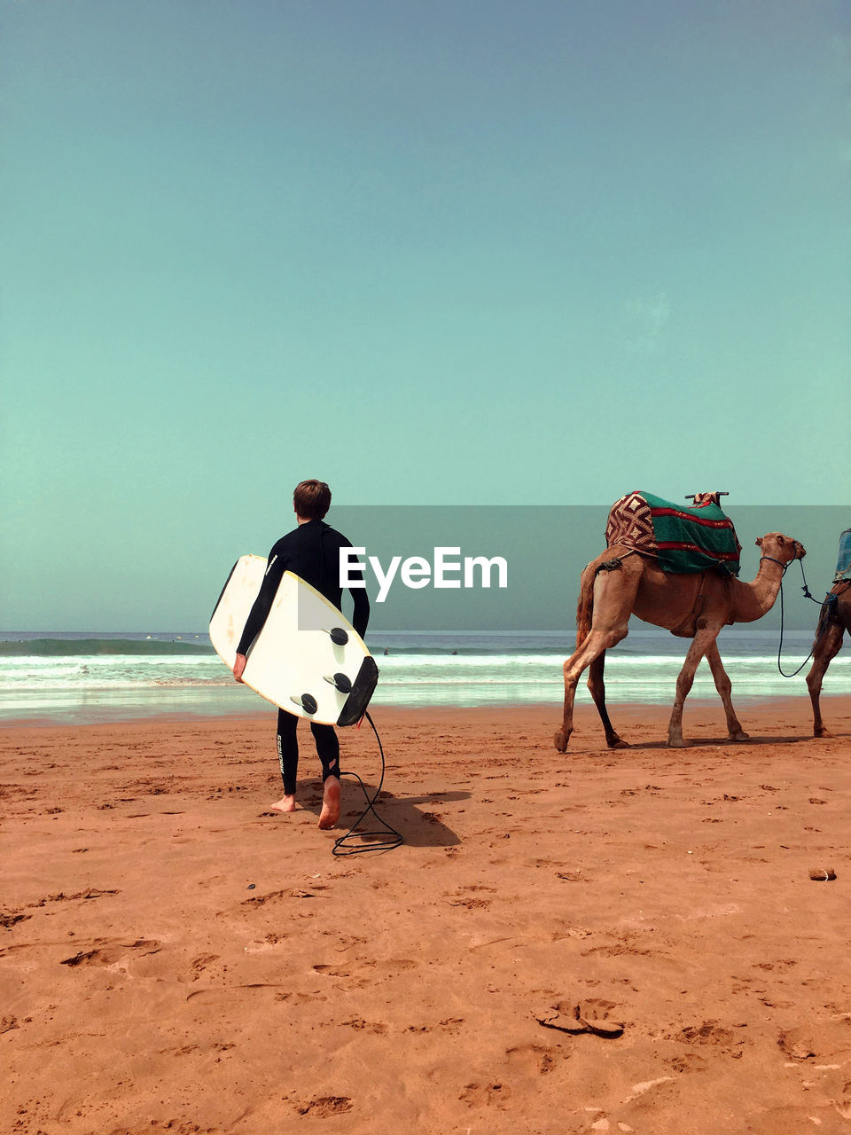Rear view full length of surfer walking by camels at beach