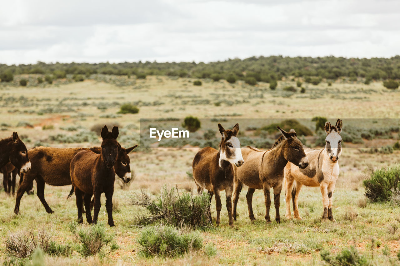 Wild donkeys of the sinbad herd graze on blm land of utah deserts