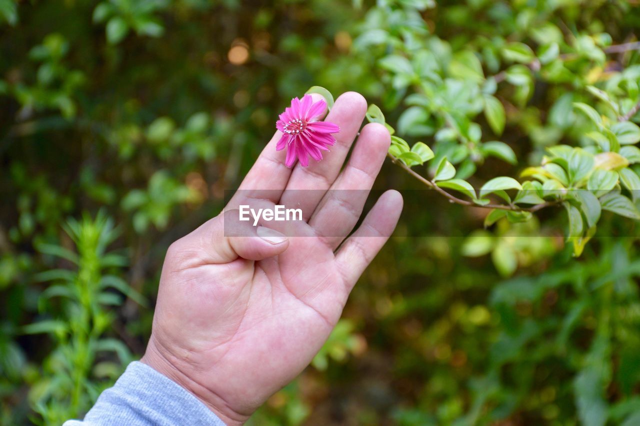 Close-up of hand holding pink flower