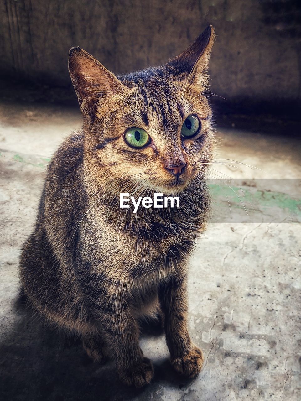 Portrait of cat sitting outdoors