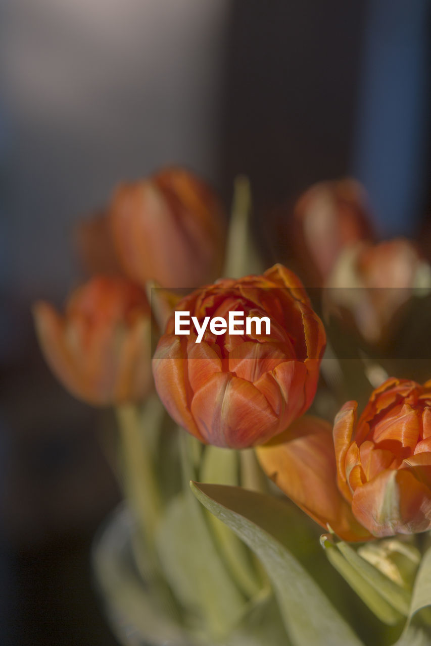 Close-up of a bouquet of vivid orange tulips in a beautiful bright sunset lighting