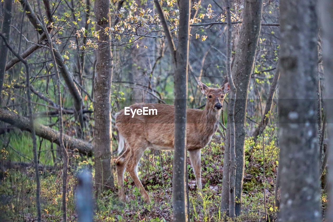 Portrait of deer in forest