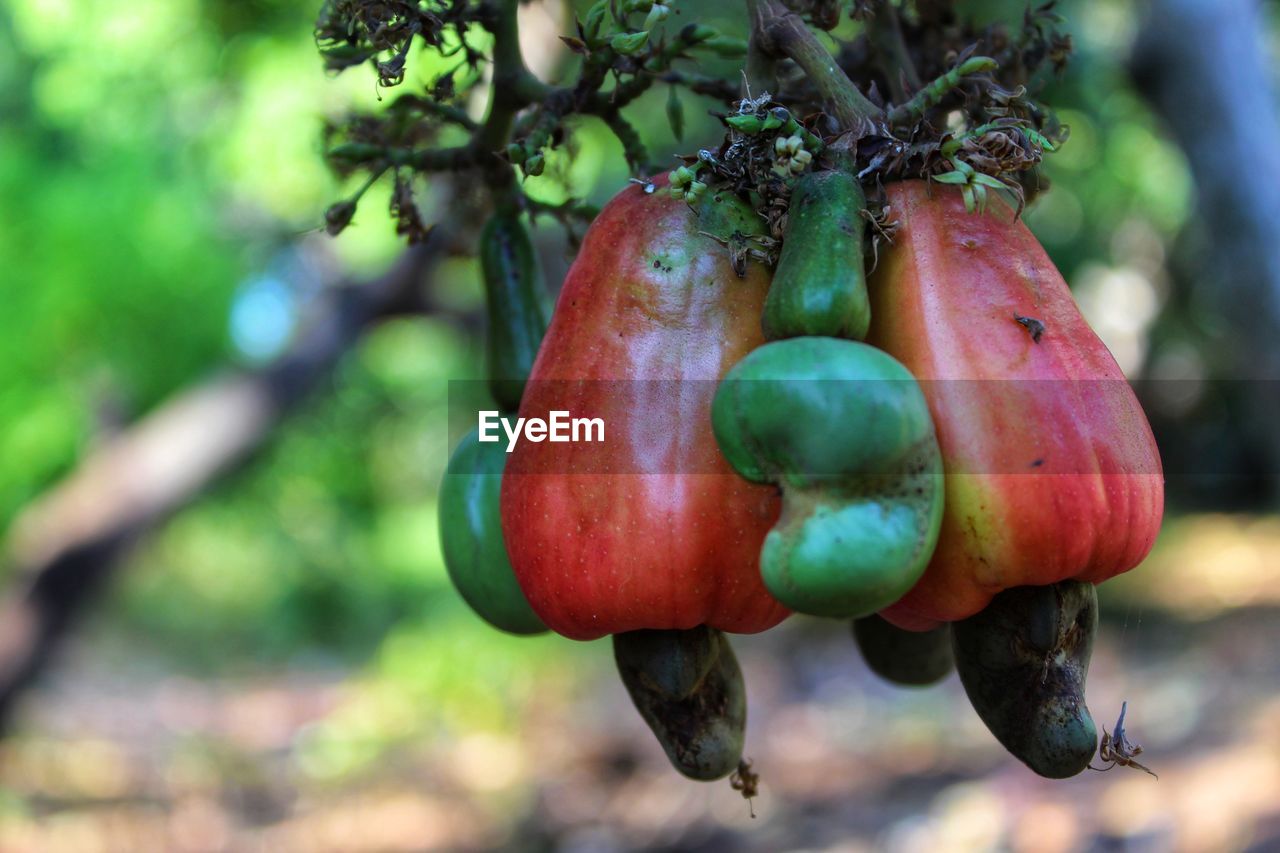 Cashew fruit flores