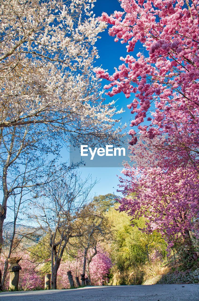 VIEW OF CHERRY BLOSSOM TREE