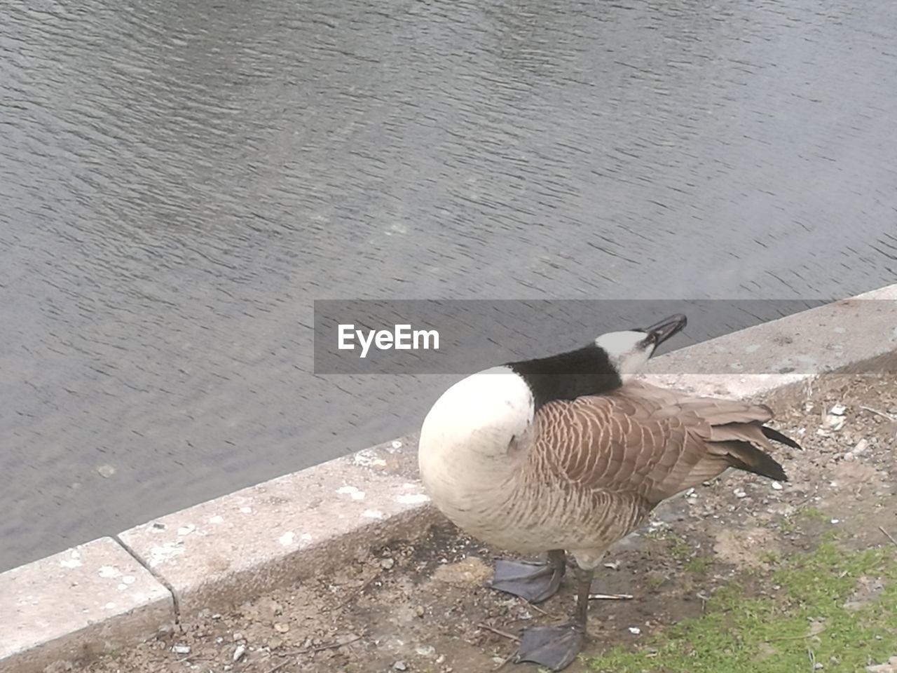 HIGH ANGLE VIEW OF BIRD PERCHING ON THE SHORE