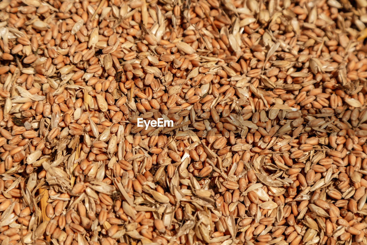 Uncleaned unsorted grain with debris after being harvested by a combine.