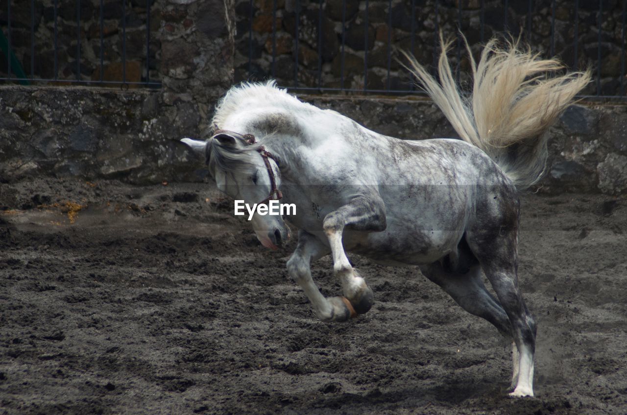 HORSE STANDING ON FIELD