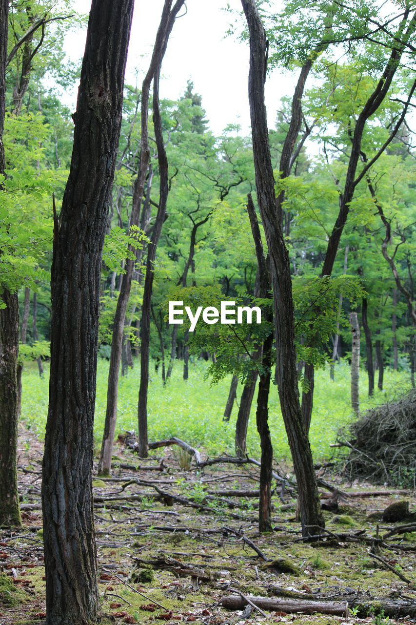 TREES GROWING IN FOREST