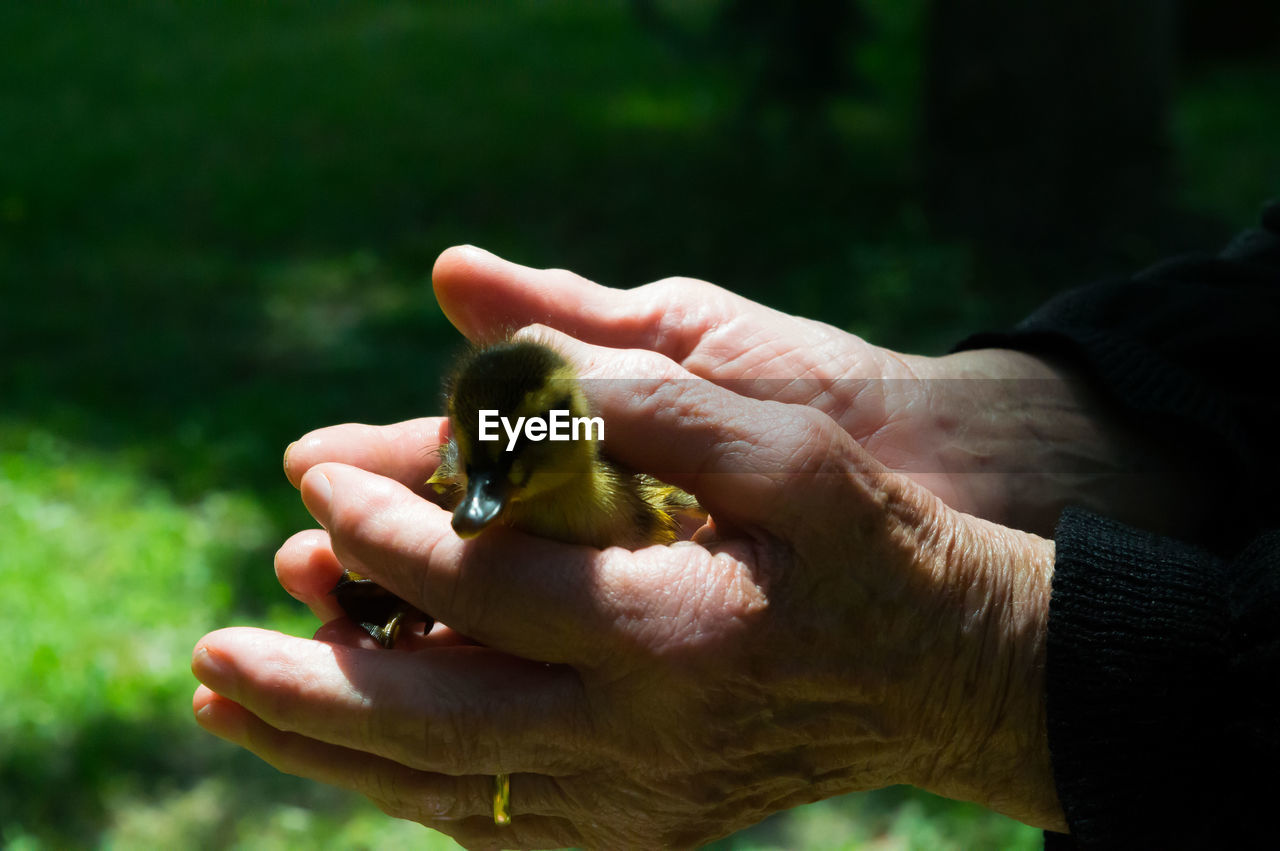 Cropped image of hands holding duckling at field