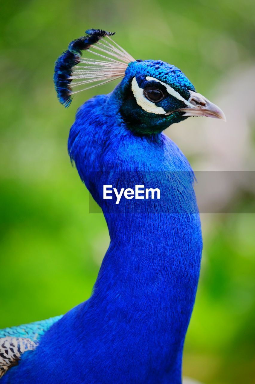 Side view of peacock