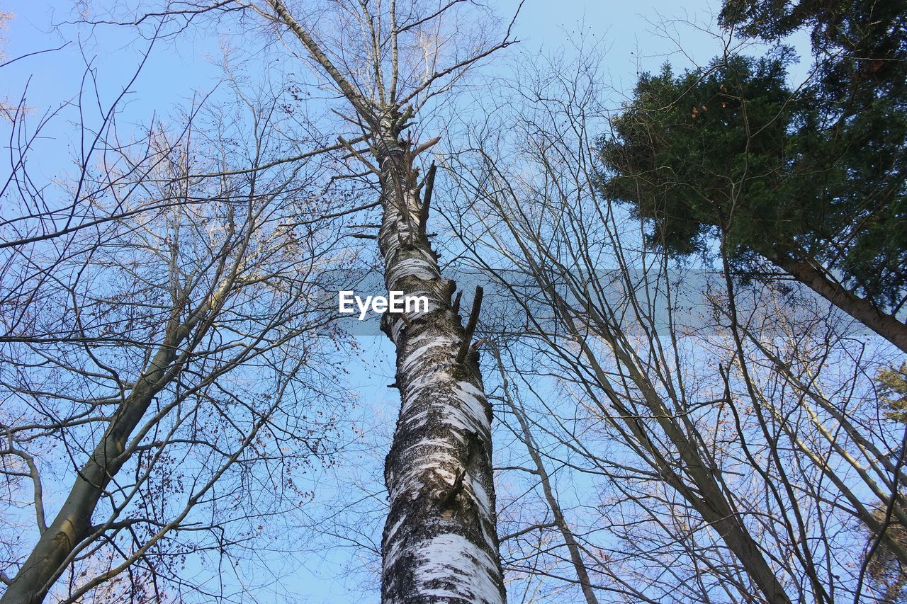 LOW ANGLE VIEW OF TREES AGAINST SKY