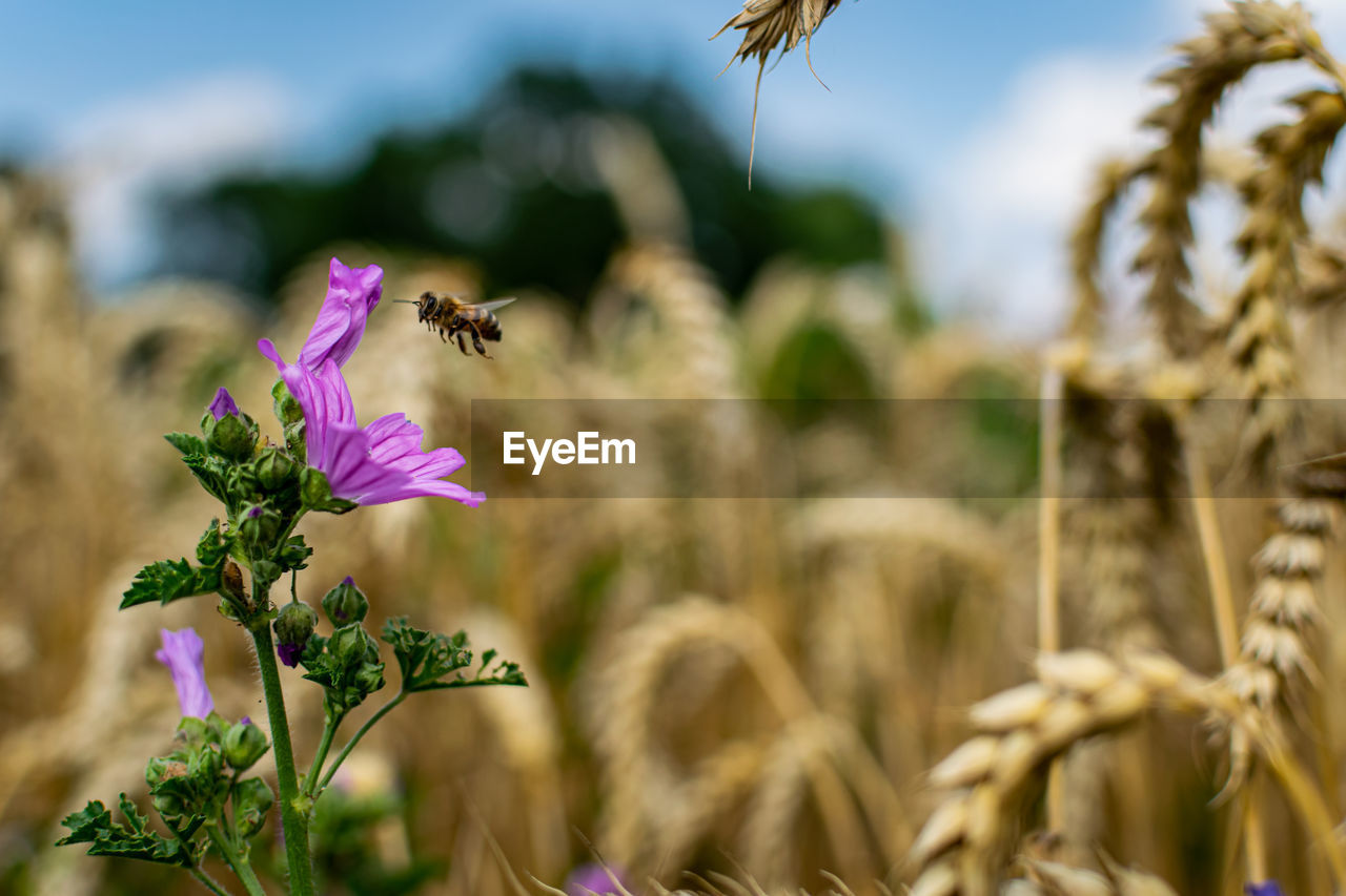 Flower and a bee 