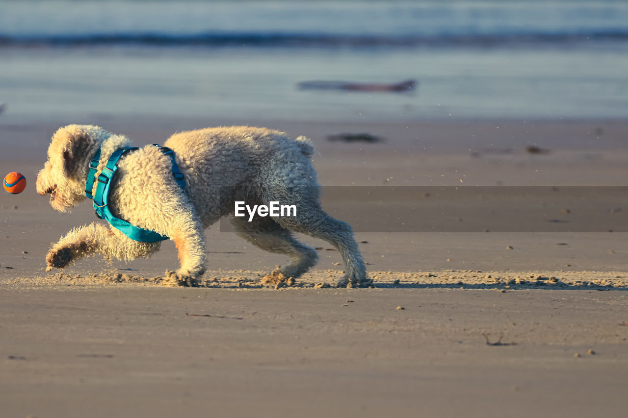 VIEW OF DOG ON BEACH