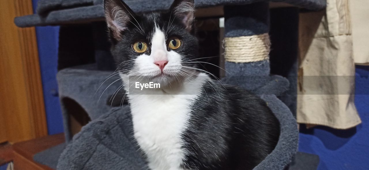 CLOSE-UP PORTRAIT OF CAT ON BLANKET AT HOME