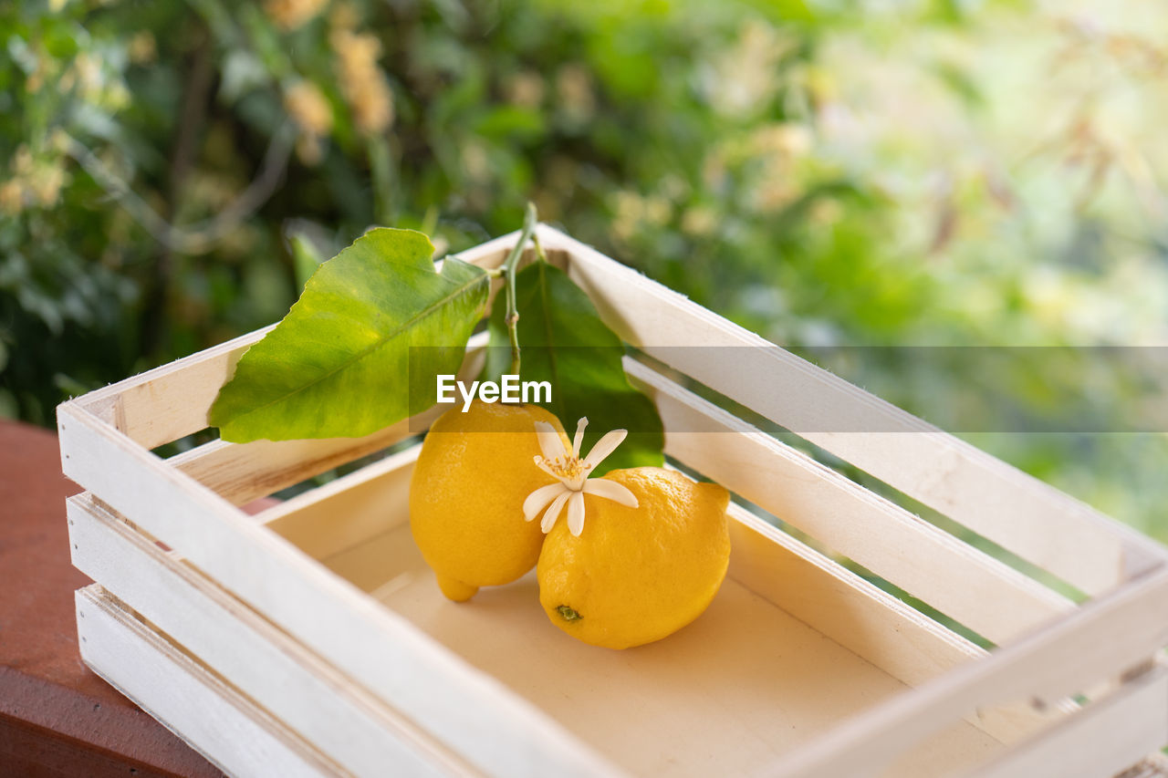 CLOSE-UP OF FRUIT ON TABLE