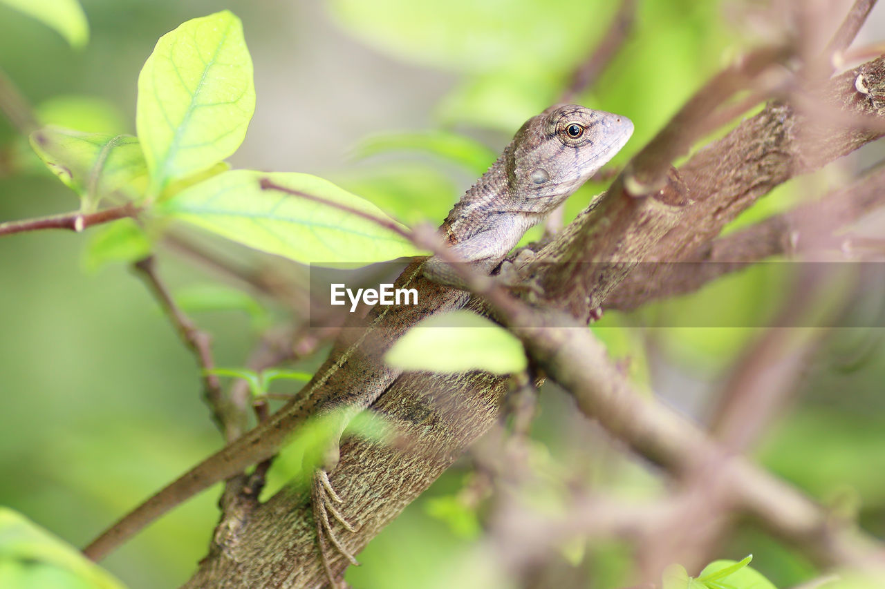 CLOSE-UP OF LIZARD ON TREE BRANCH