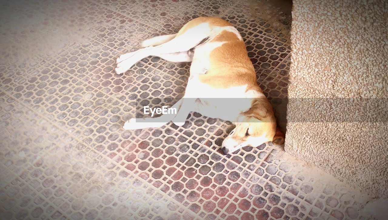 High angle view of dog sleeping on footpath