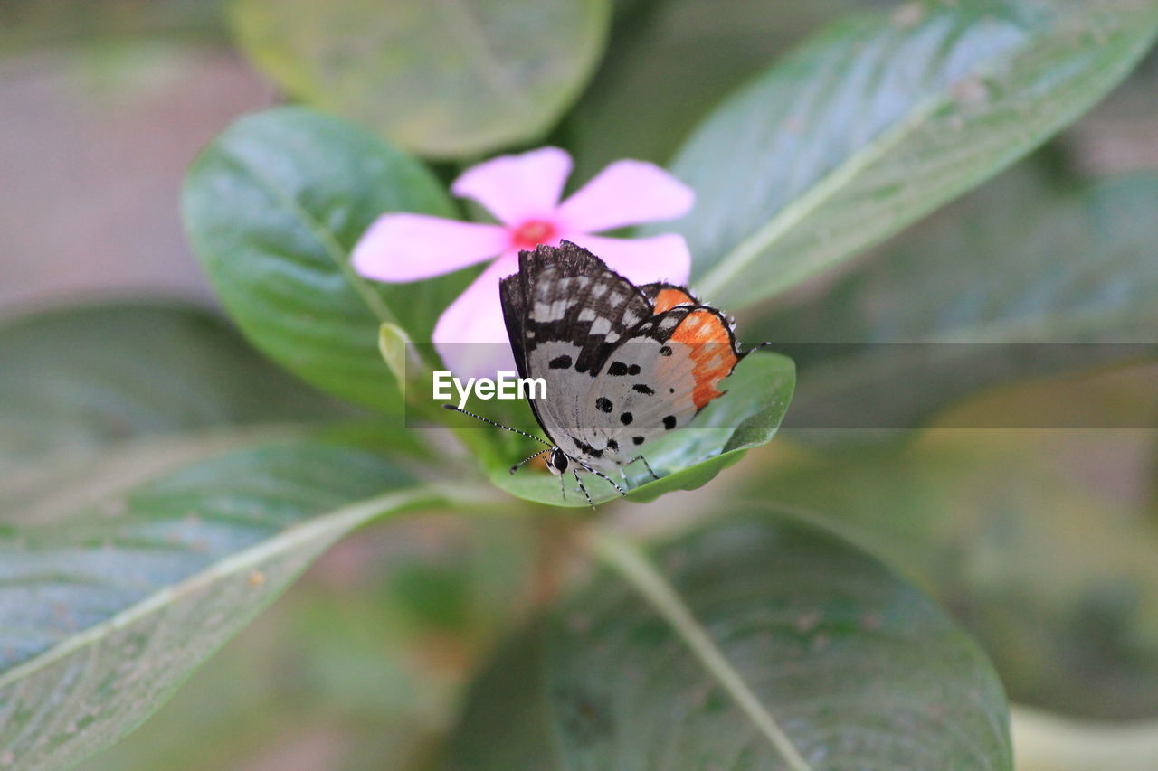 Close-up of butterfly on leaf