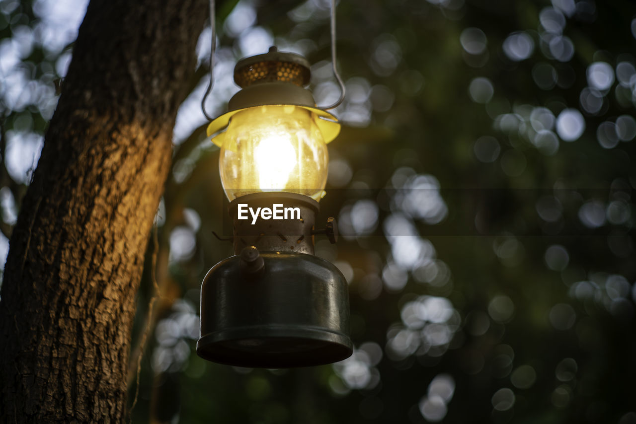 lighting equipment, light, illuminated, yellow, tree, light bulb, electric light, lighting, hanging, electricity, low angle view, no people, lantern, focus on foreground, street light, electric lamp, plant, sunlight, glowing, darkness, nature, light fixture, green, light - natural phenomenon, outdoors, close-up, filament, macro photography