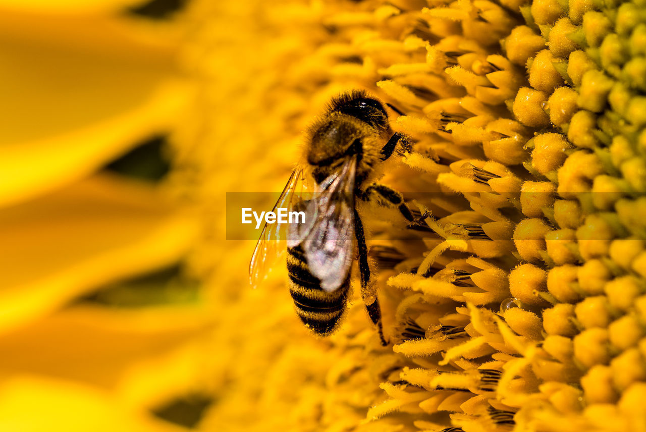 Close-up of bee pollinating on yellow flower