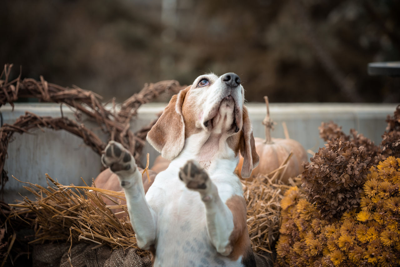 high angle view of dog