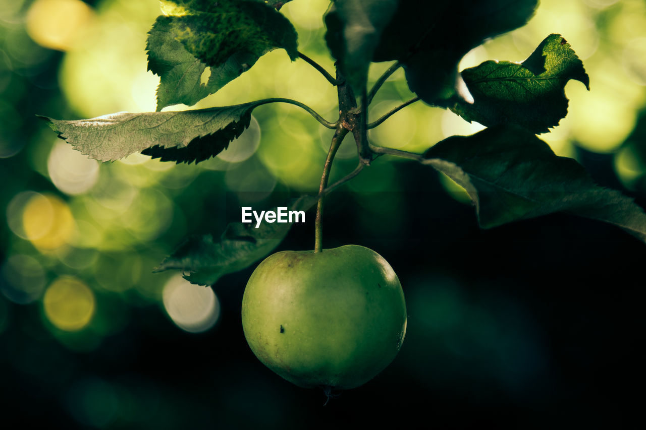 Close-up of granny smith apple growing on tree