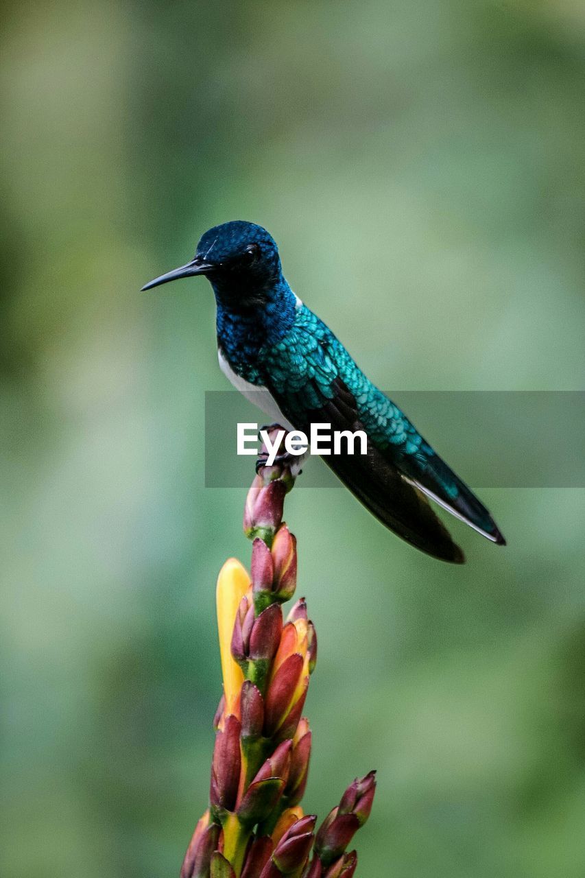 Close-up of bird perching outdoors