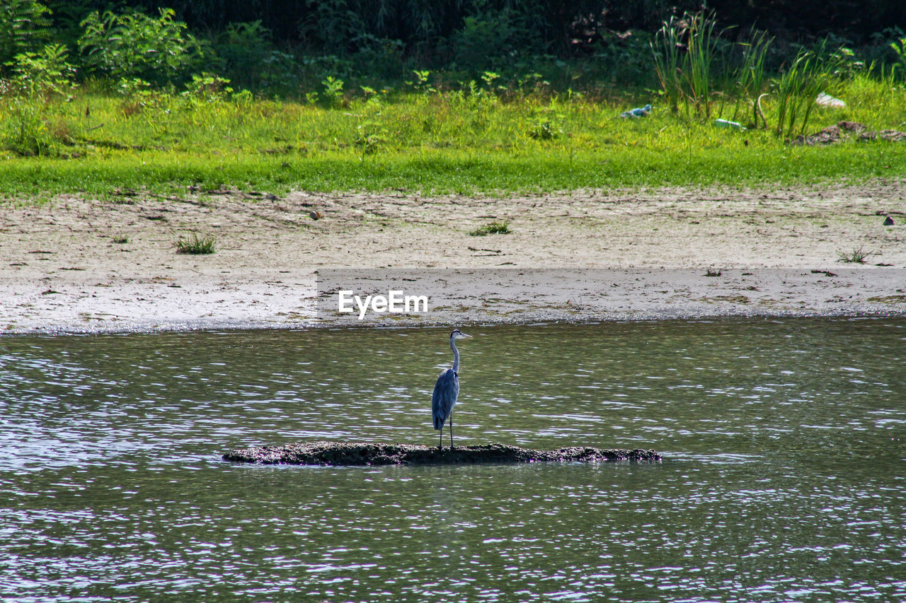 HIGH ANGLE VIEW OF GRAY HERON SWIMMING ON GRASS