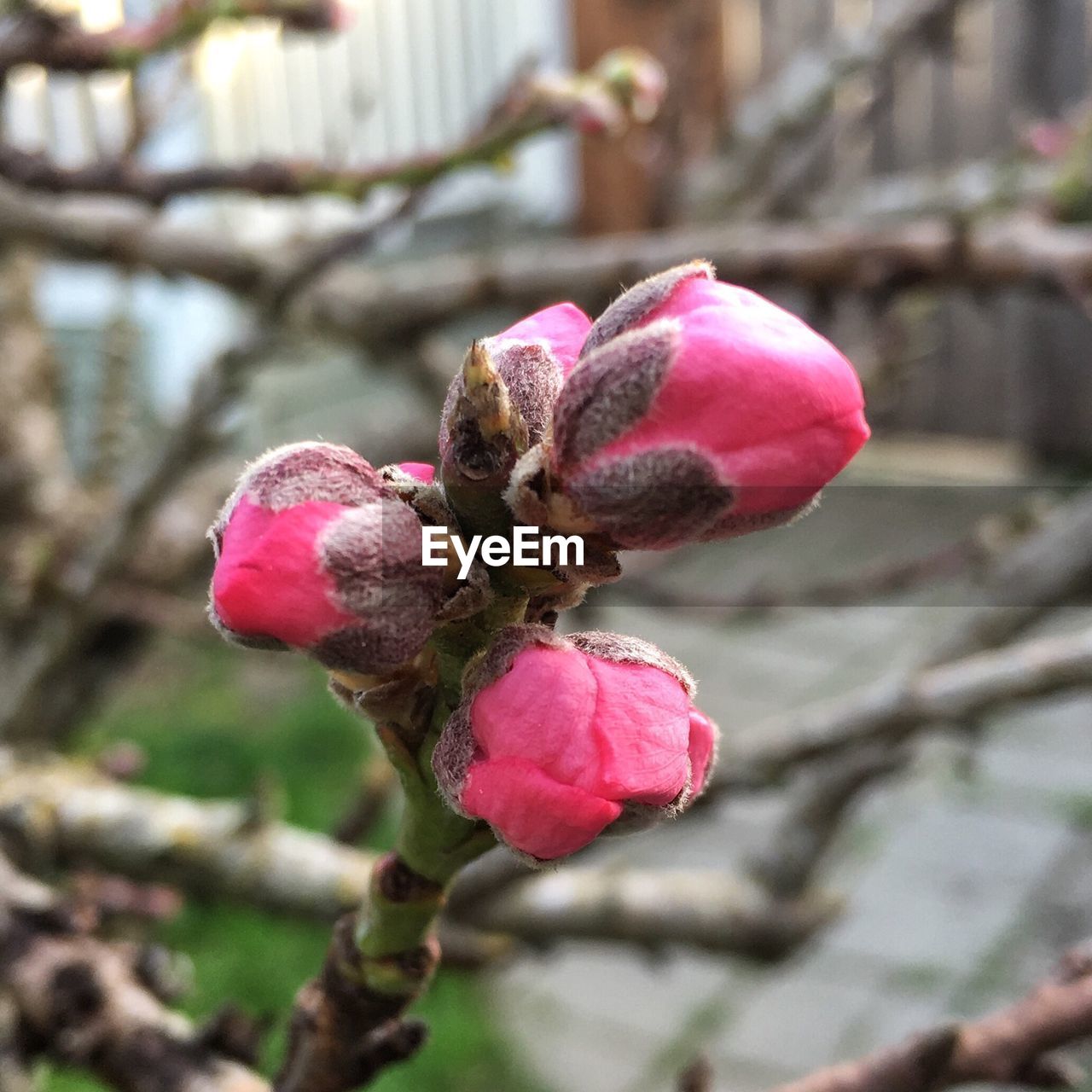 CLOSE-UP OF PINK FLOWERS