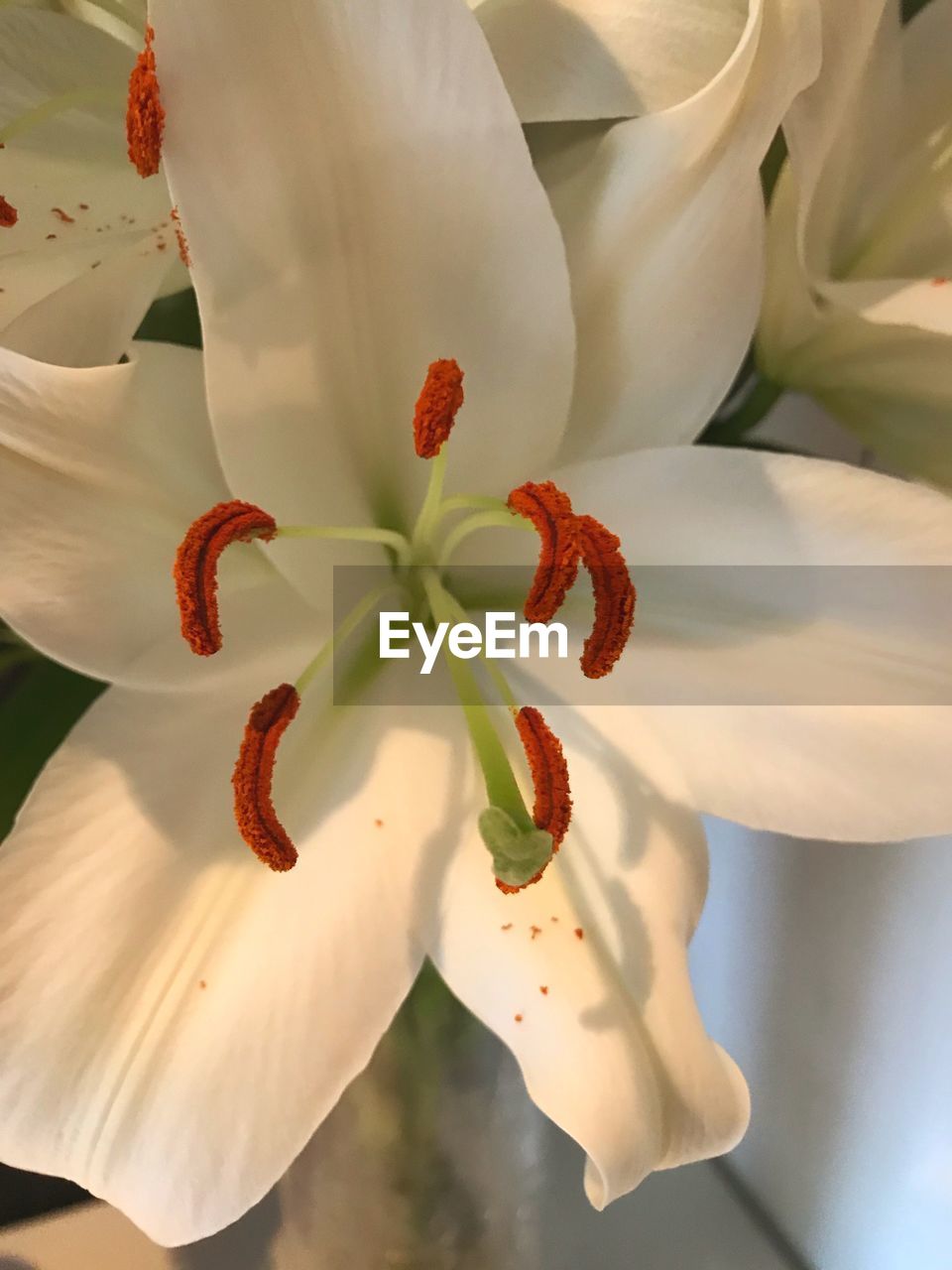 CLOSE-UP OF WHITE LILIES BLOOMING OUTDOORS