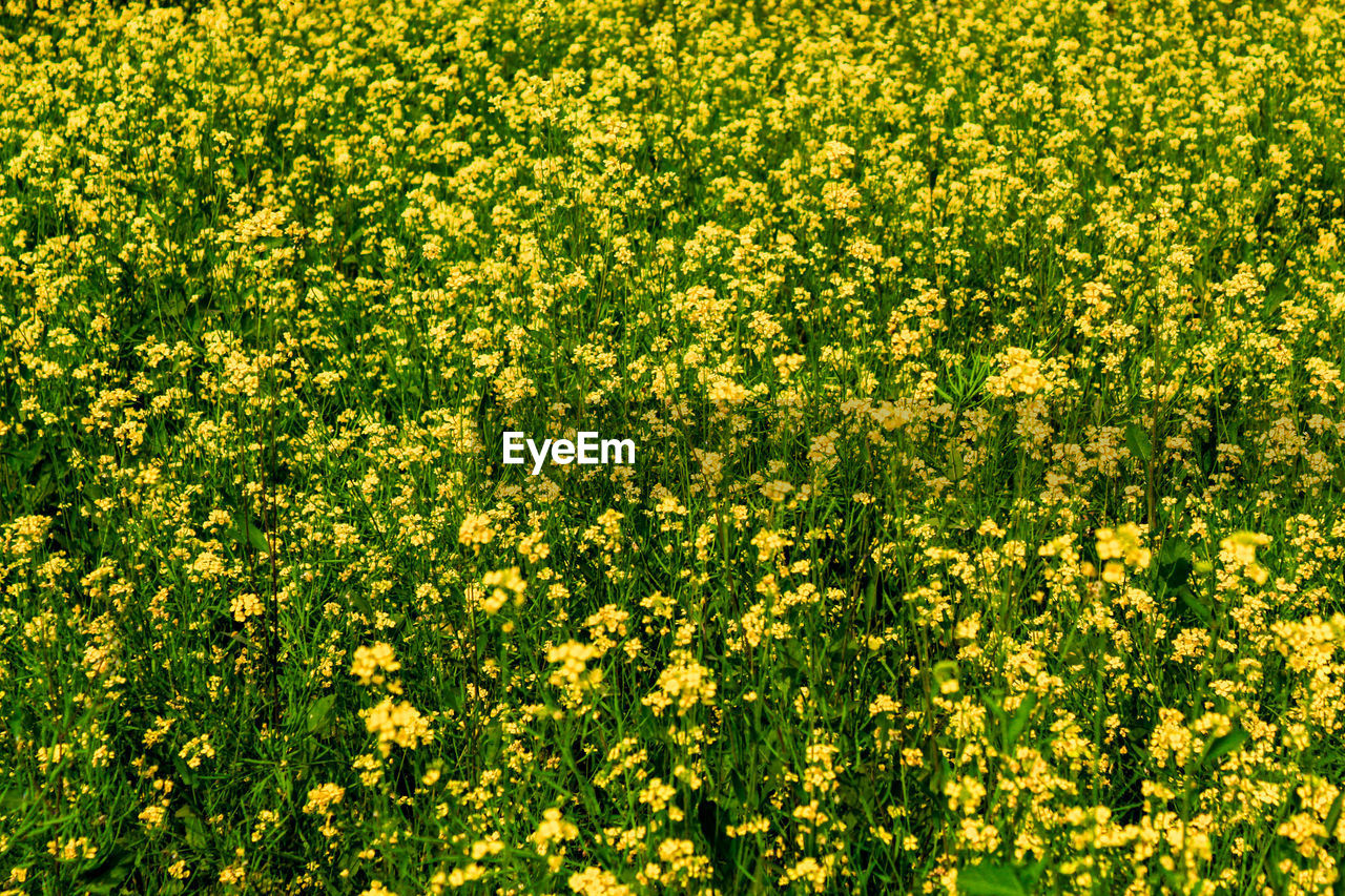 Full frame shot of yellow flowering plants on field