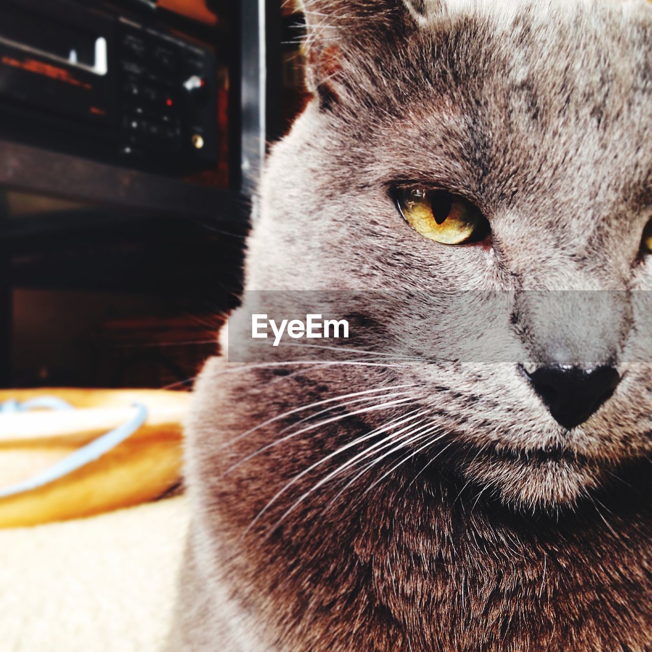 CLOSE-UP OF CAT ON BED