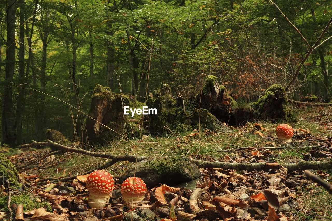 CLOSE-UP OF MUSHROOMS IN FOREST