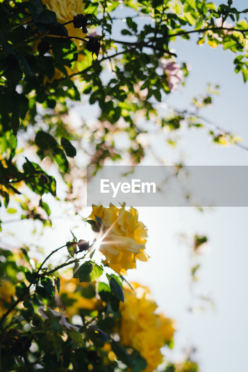 CLOSE-UP OF WHITE FLOWERING PLANT WITH TREE BRANCH