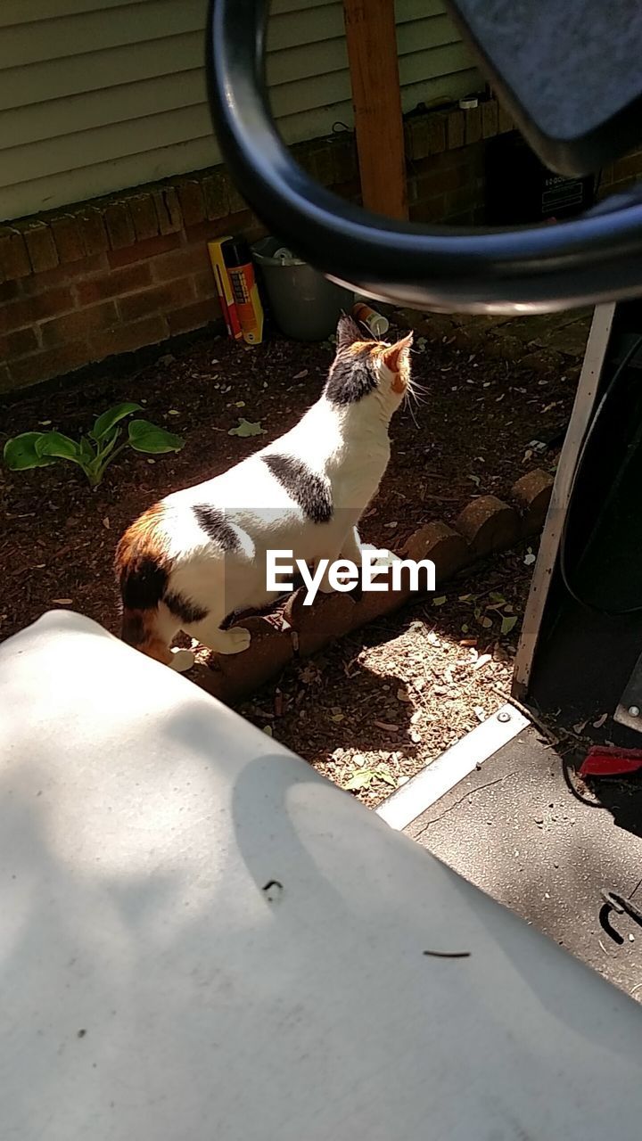 High angle view of tortoiseshell cat by car in back yard