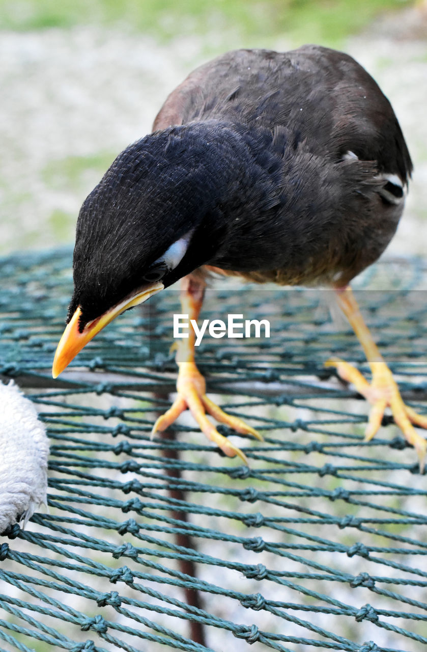 CLOSE-UP OF DUCK PERCHING ON A LAKE