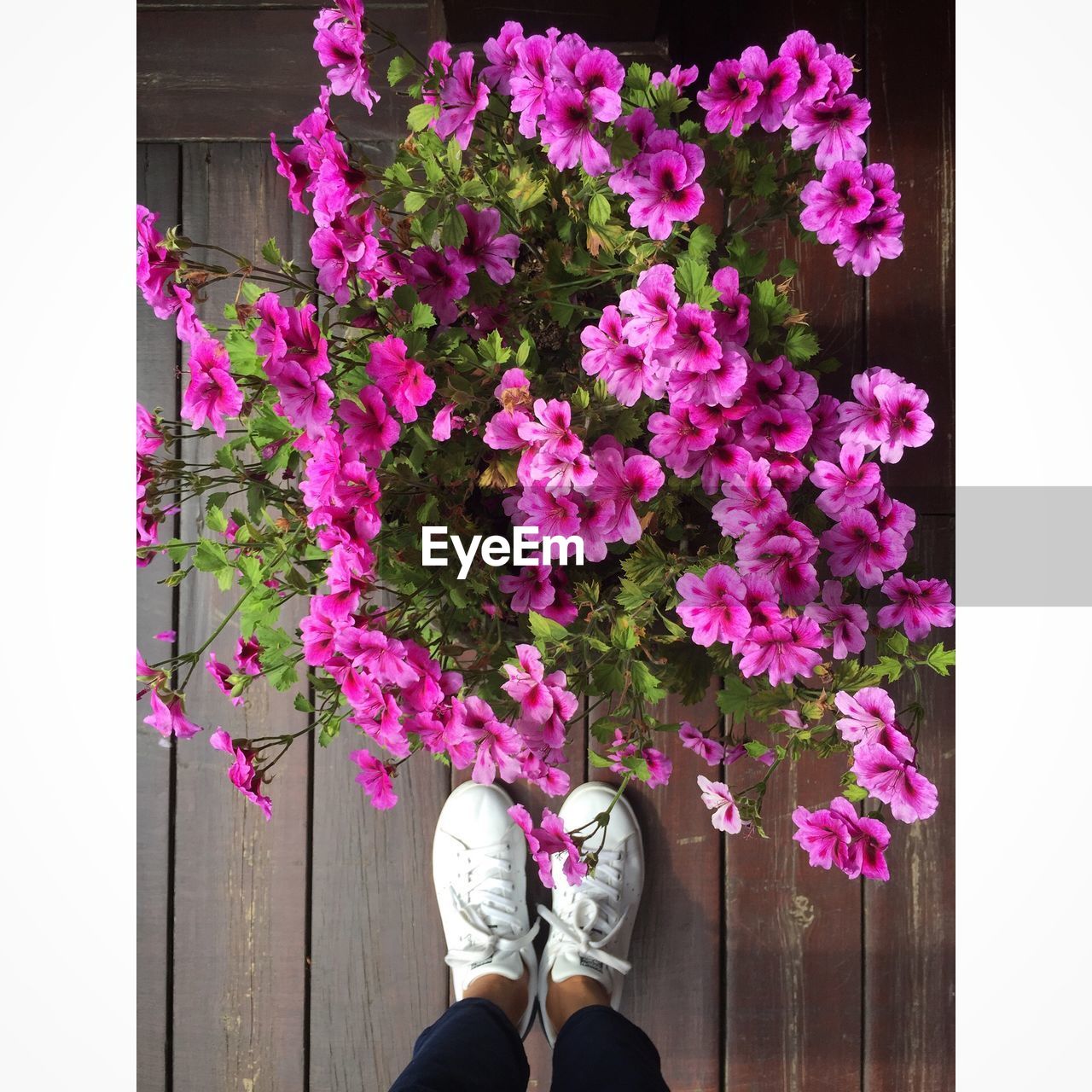 LOW SECTION OF WOMAN STANDING ON PINK FLOWER