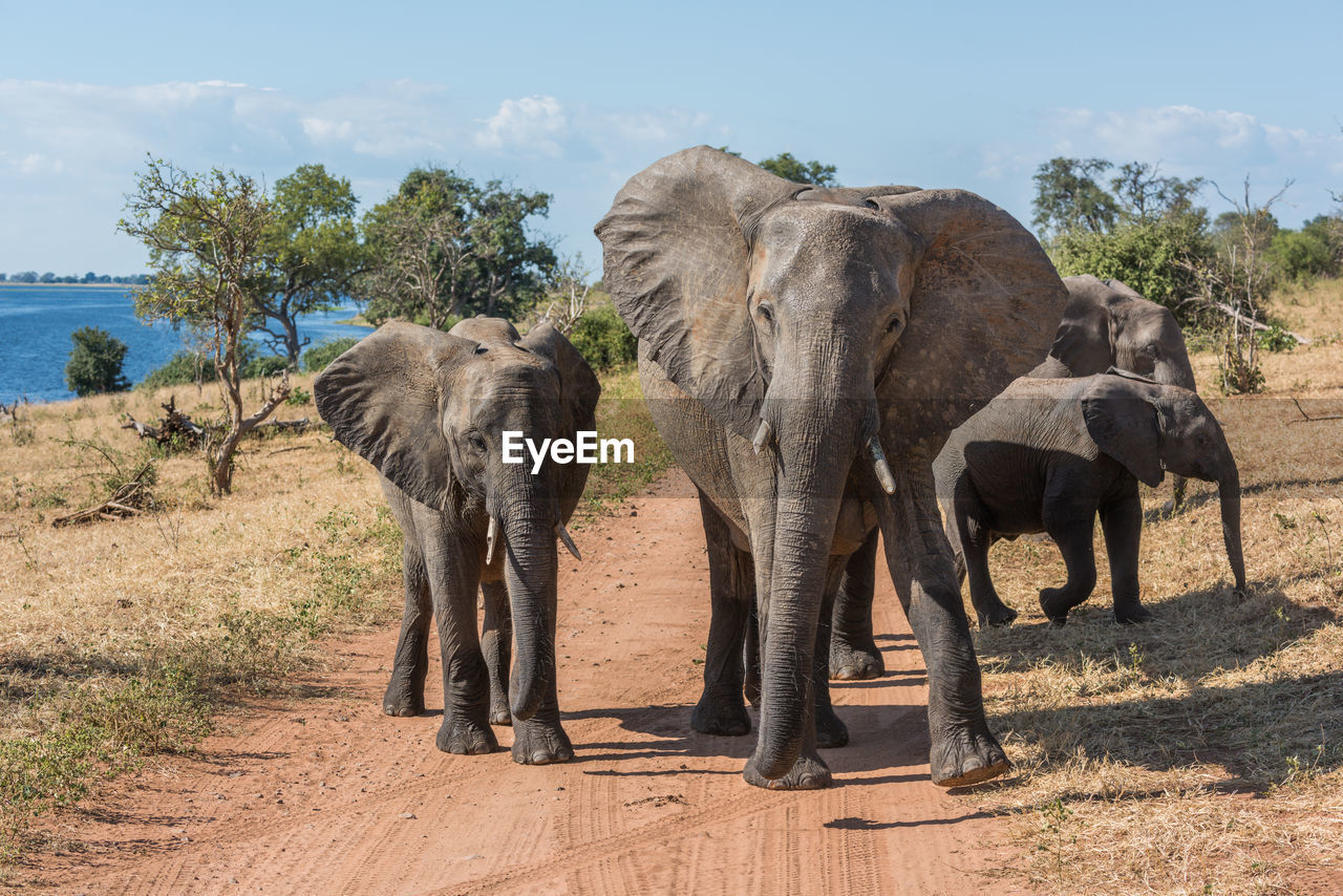 Elephants walking on dirt road during sunny day