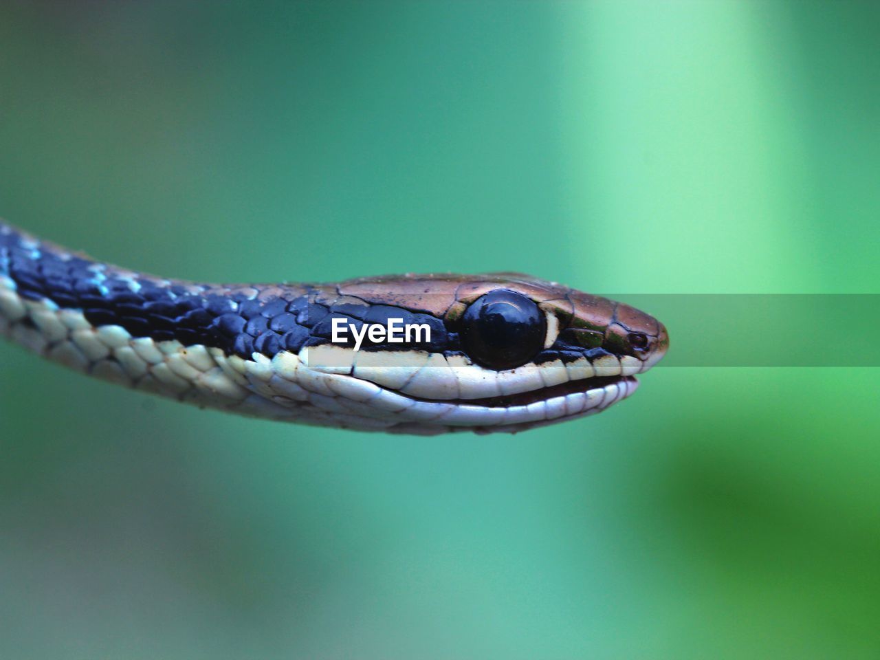 CLOSE-UP OF SNAKE