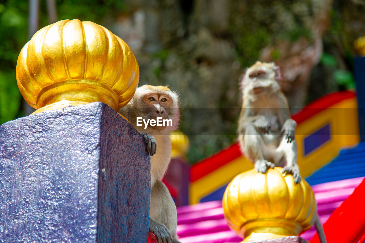 close-up of monkey sitting on fence