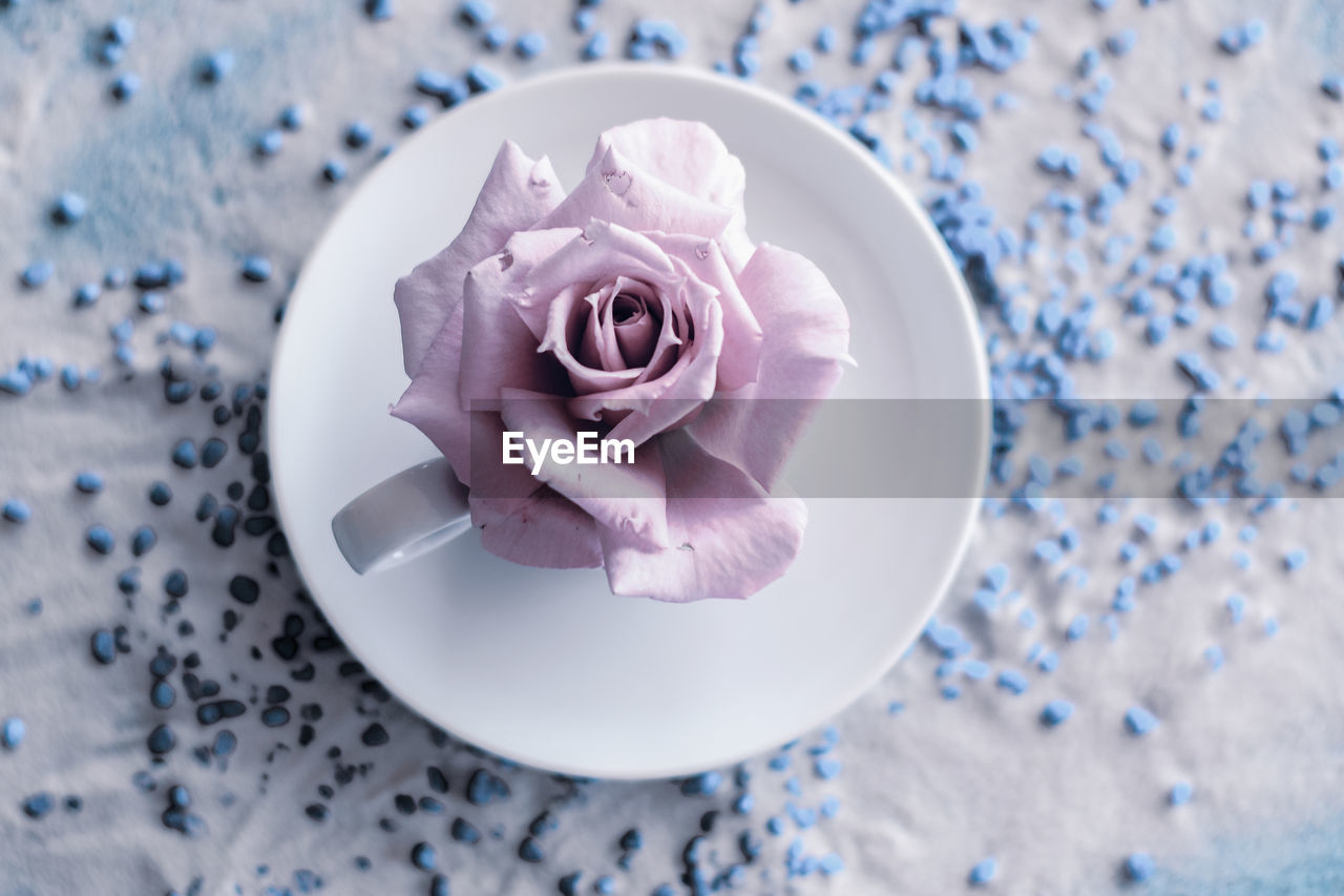 Directly above shot of purple flower in glass on table