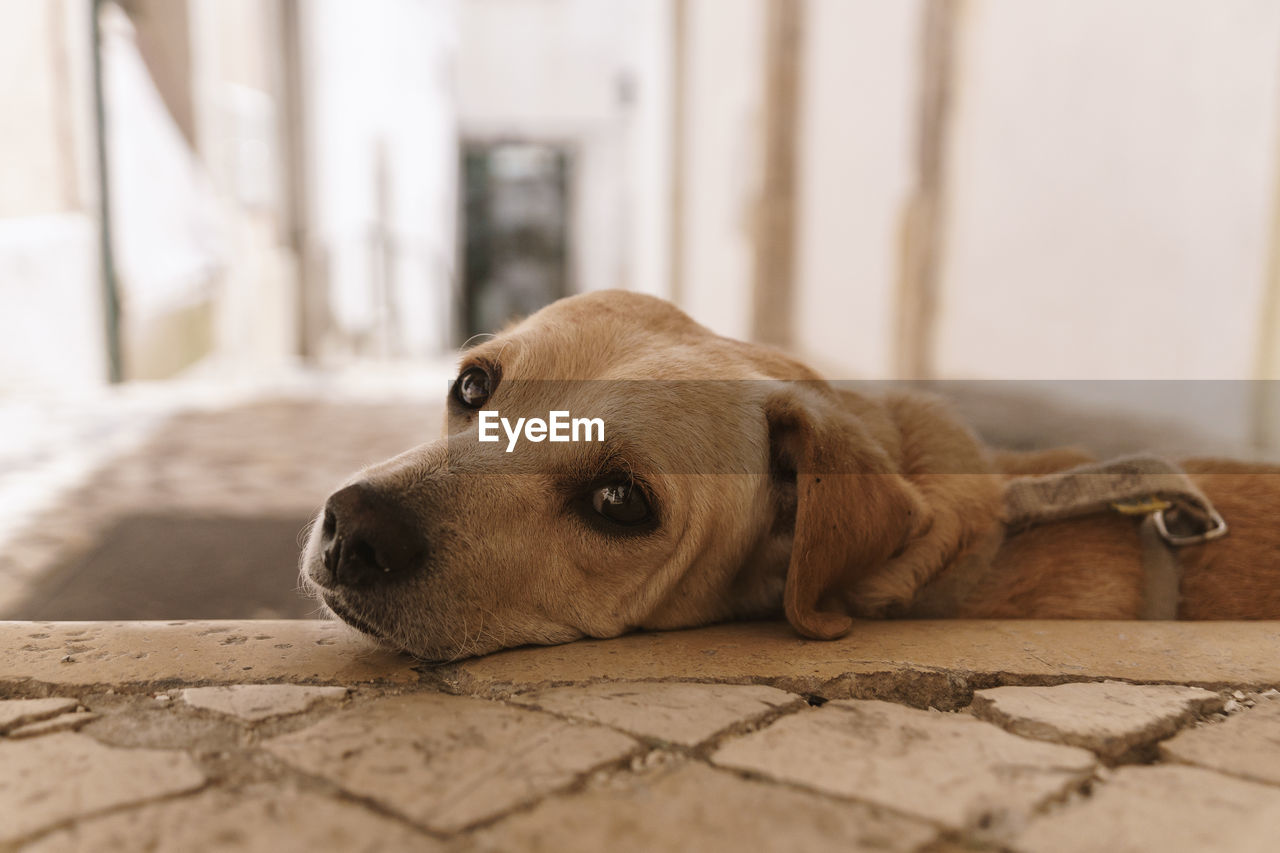 Close-up portrait of dog relaxing at home