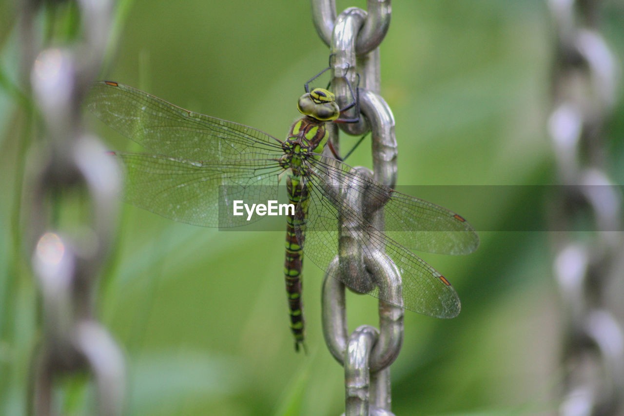 Close-up of insect on plant