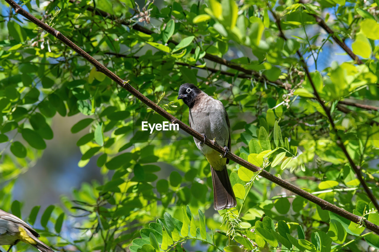 BIRD PERCHING ON TREE