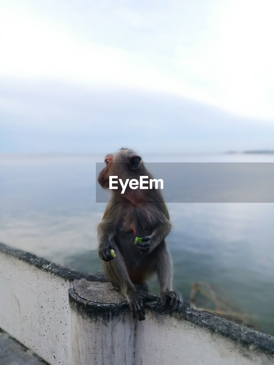 DOG STANDING ON SEA AGAINST CLEAR SKY