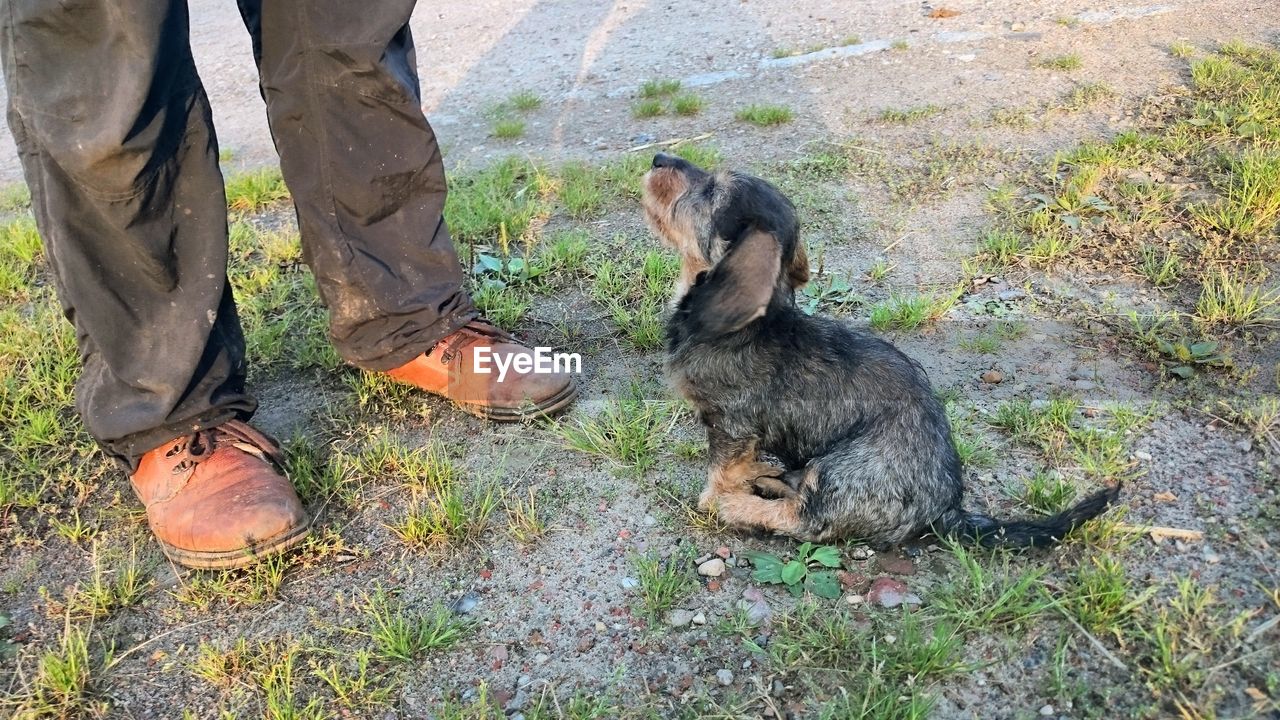 DOG RELAXING ON GRASS